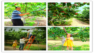 中景装饰公司举办2017年职工户外拓展、采摘活动